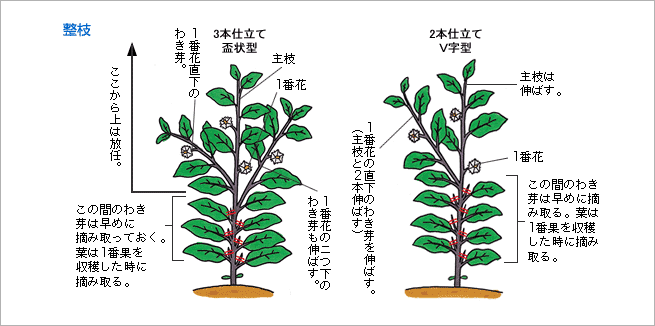 ナス うま旨野菜苗 タキイの特選野菜苗 タキイ種苗株式会社