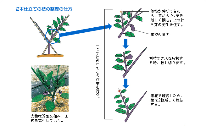 整枝（図）