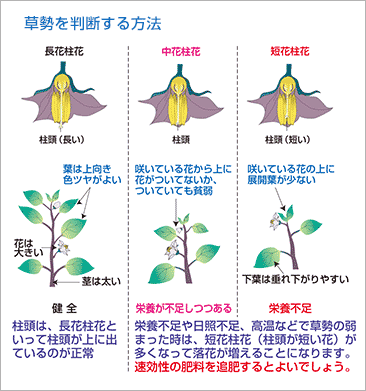 追肥、水やり（図）