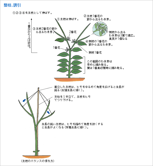 整枝、誘引