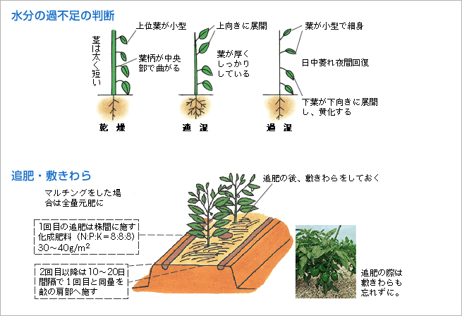 水分の過不足の判断/追肥・敷きわら