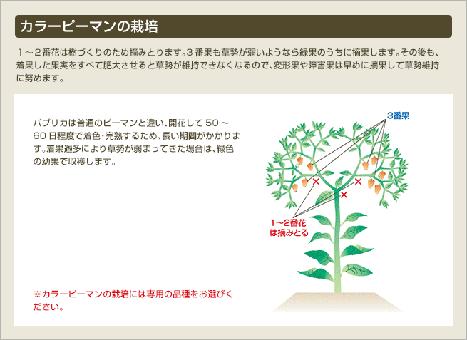 水分の過不足の判断/追肥・敷きわら