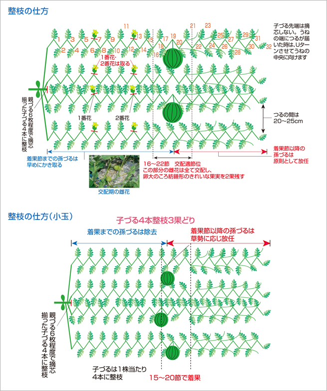 整枝