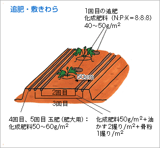 追肥・敷きわら