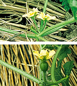 スイカの雄花（上）と雌花（下）