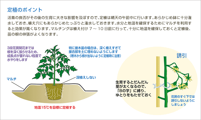 トマト うま旨野菜苗 タキイの特選野菜苗 タキイ種苗株式会社