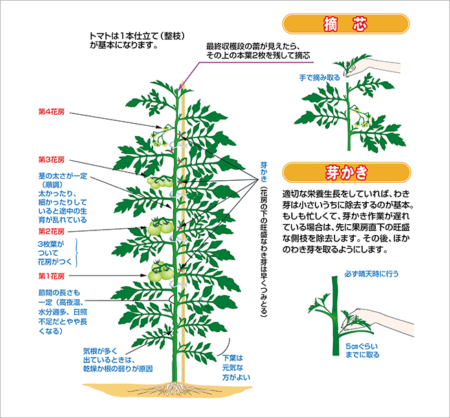 整枝、摘芯（図）