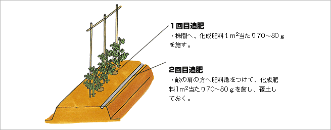 追肥（図）