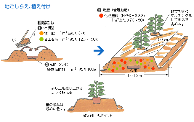 地ごしらえ、植え付け