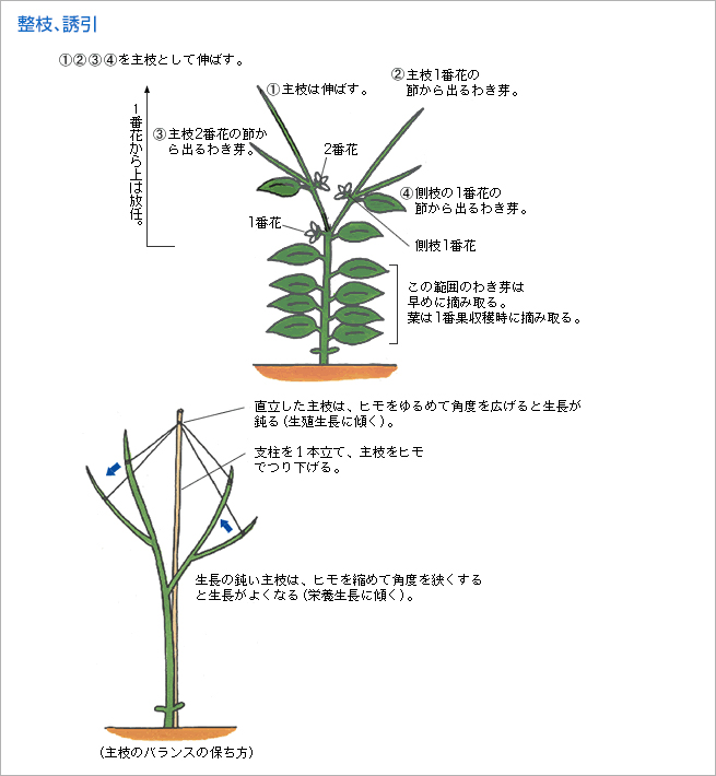 整枝、誘引