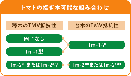 トマトの接ぎ木可能な組み合わせ