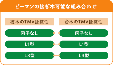 ピーマンの接ぎ木可能な組み合わせ