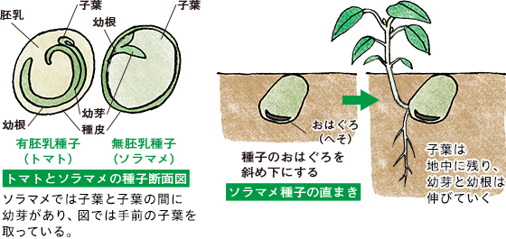 ソラマメ種子の断面と播種方法