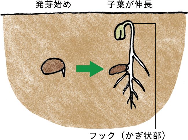 幼芽の先端はフック状