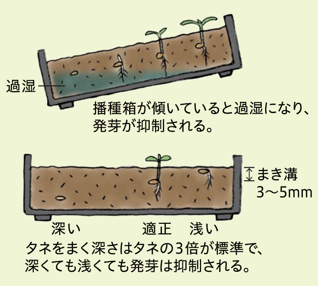 トマトの発芽と水分