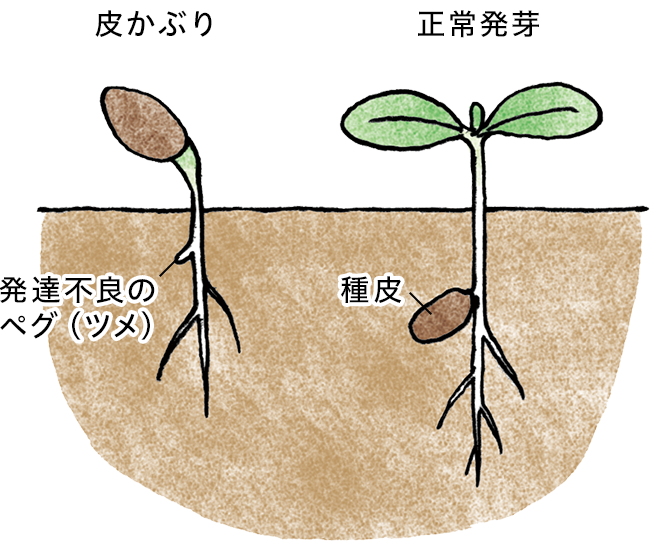 キュウリの正常発芽と皮かぶり