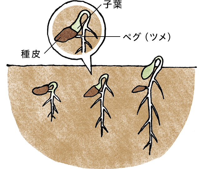 ウリ類の発芽では種皮はペグに残る