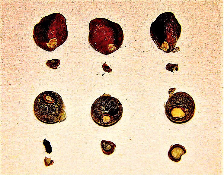 かつては硬実種子の種皮に爪切りなどで傷をつけ発芽を促すことがあった(上:アサガオ/下:オクラ)